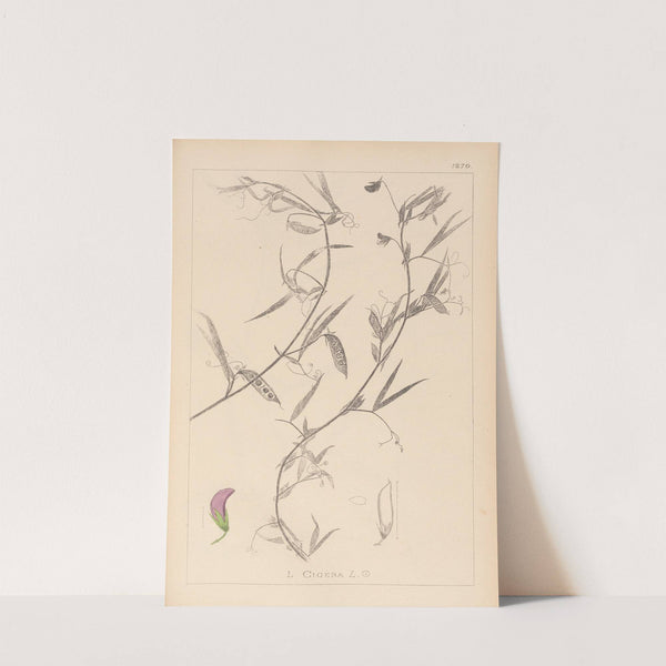 Herbier de la flore française Pl.0502 by Louis Antoine Cusin