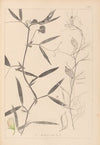 Herbier de la flore française Pl.0503