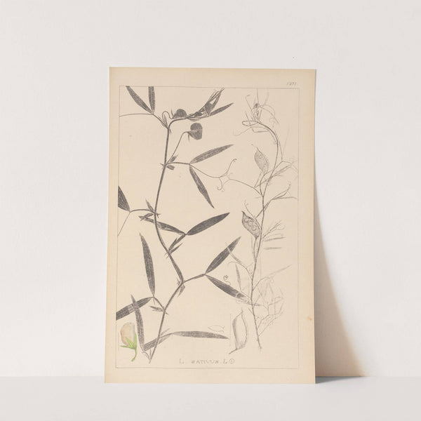 Herbier de la flore française Pl.0503 by Louis Antoine Cusin