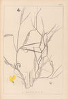 Herbier de la flore française Pl.0504