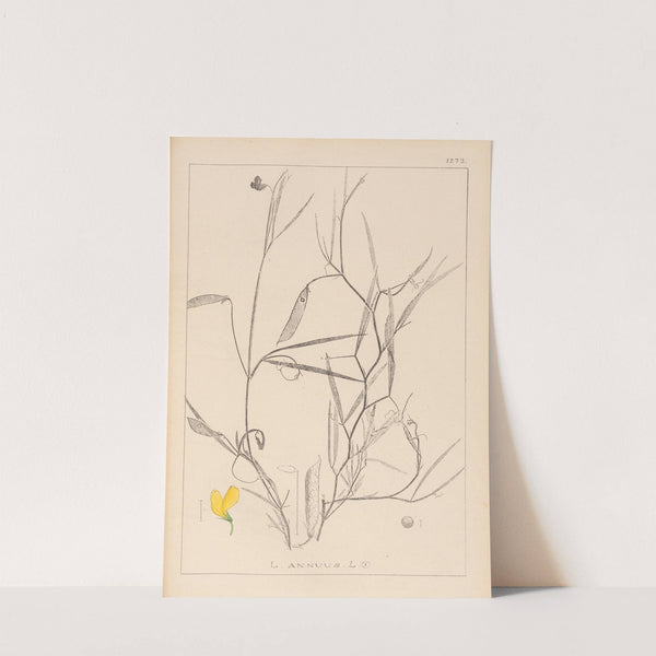 Herbier de la flore française Pl.0504 by Louis Antoine Cusin