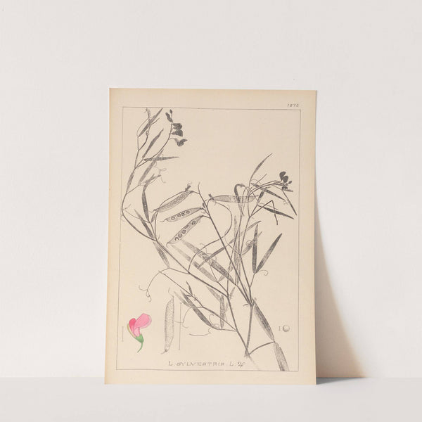 Herbier de la flore française Pl.0505 by Louis Antoine Cusin