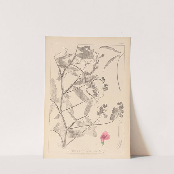 Herbier de la flore française Pl.0506 by Louis Antoine Cusin