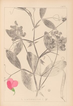 Herbier de la flore française Pl.0507