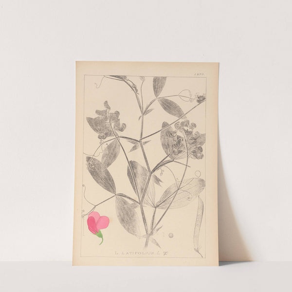 Herbier de la flore française Pl.0507 by Louis Antoine Cusin