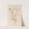 Herbier de la flore française Pl.0508 by Louis Antoine Cusin