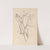 Herbier de la flore française Pl.0508 by Louis Antoine Cusin