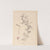 Herbier de la flore française Pl.0509 by Louis Antoine Cusin