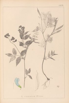 Herbier de la flore française Pl.0511