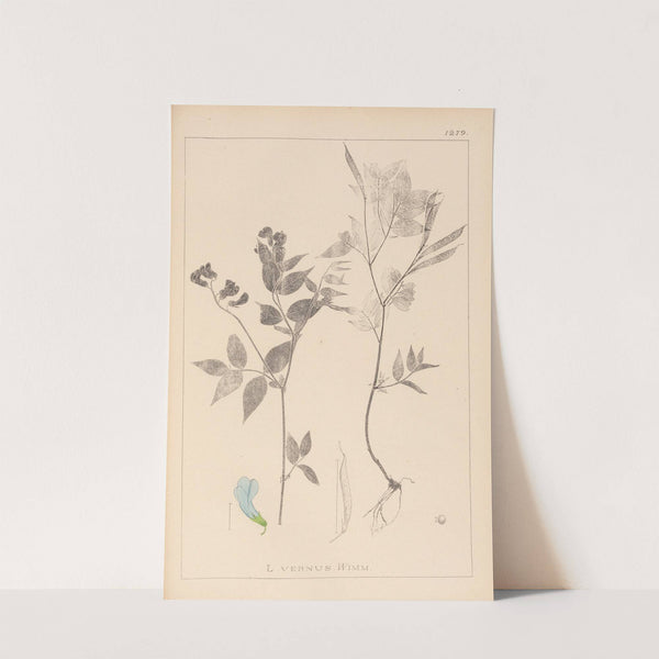Herbier de la flore française Pl.0511 by Louis Antoine Cusin