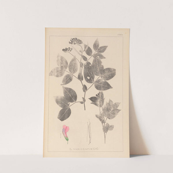 Herbier de la flore française Pl.0512 by Louis Antoine Cusin