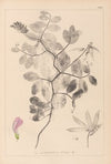 Herbier de la flore française Pl.0514
