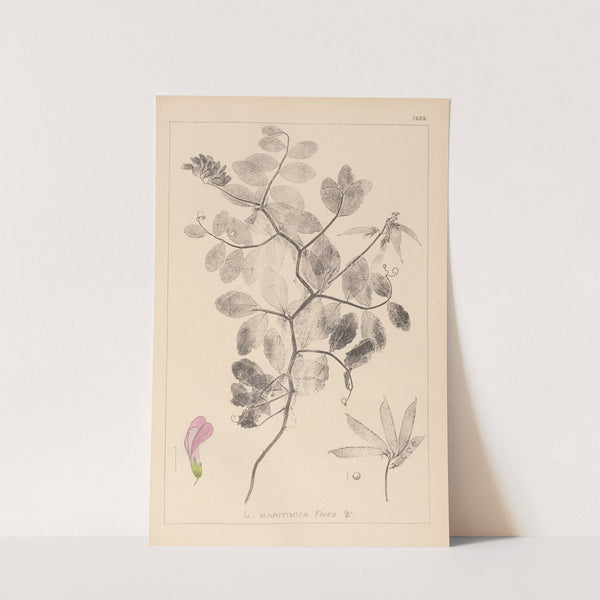 Herbier de la flore française Pl.0514 by Louis Antoine Cusin