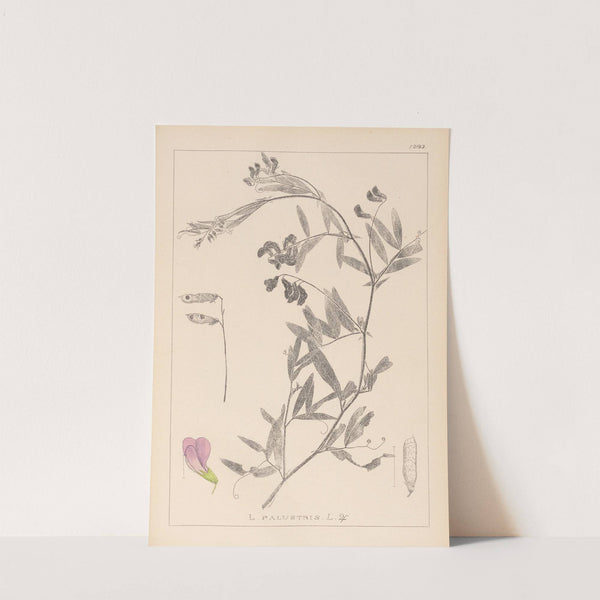 Herbier de la flore française Pl.0515 by Louis Antoine Cusin