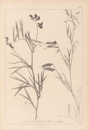 Herbier de la flore française Pl.0516