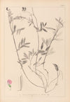 Herbier de la flore française Pl.0517