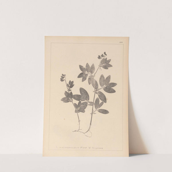 Herbier de la flore française Pl.0518 by Louis Antoine Cusin