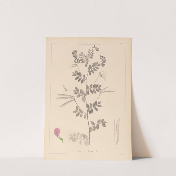 Herbier de la flore française Pl.0519 by Louis Antoine Cusin