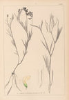Herbier de la flore française Pl.0521