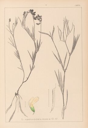 Herbier de la flore française Pl.0521