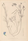 Herbier de la flore française Pl.0522