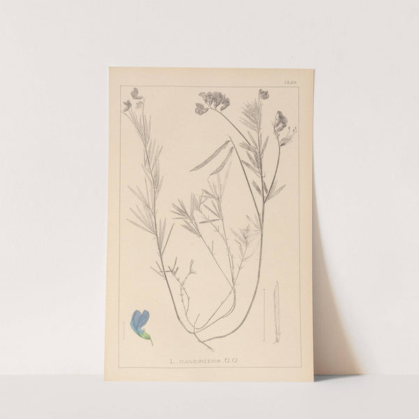 Herbier de la flore française Pl.0522 by Louis Antoine Cusin