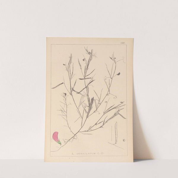 Herbier de la flore française Pl.0523 by Louis Antoine Cusin