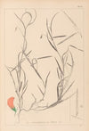 Herbier de la flore française Pl.0524