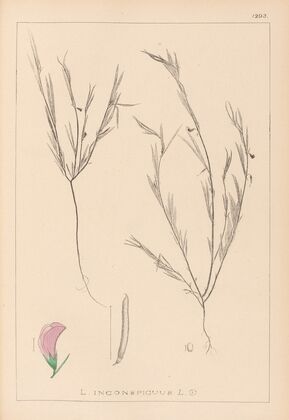 Herbier de la flore française Pl.0525