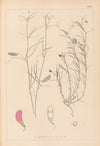 Herbier de la flore française Pl.0526