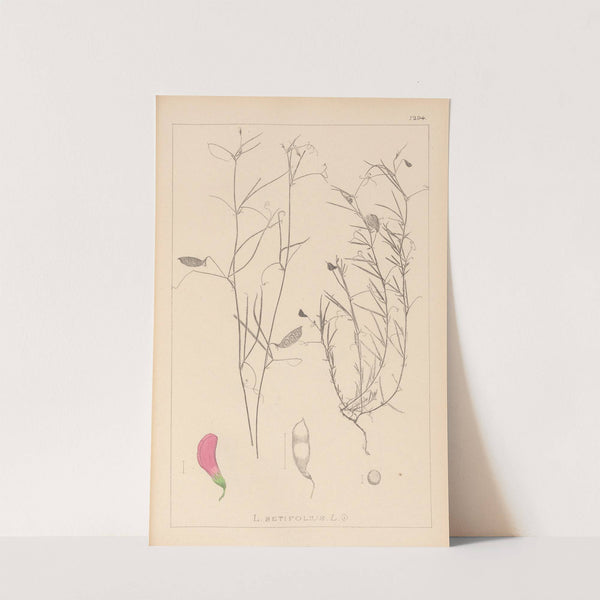 Herbier de la flore française Pl.0526 by Louis Antoine Cusin