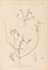 Herbier de la flore française Pl.0527