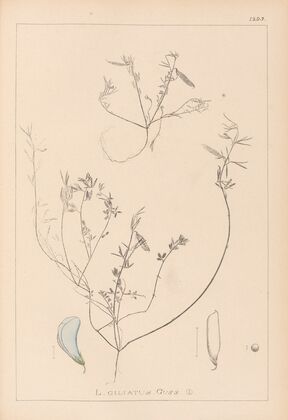 Herbier de la flore française Pl.0527