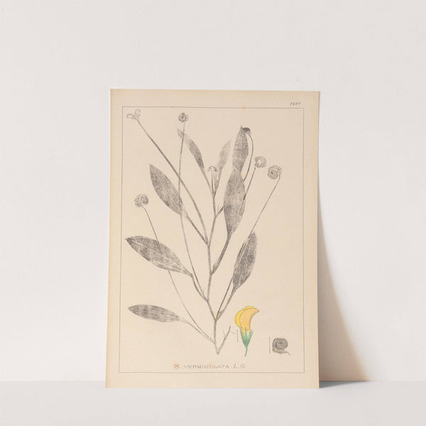 Herbier de la flore française Pl.0529 by Louis Antoine Cusin