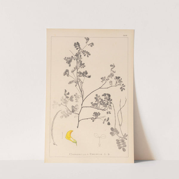 Herbier de la flore française Pl.0530 by Louis Antoine Cusin