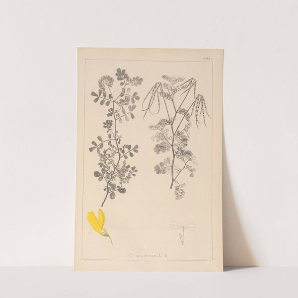 Herbier de la flore française Pl.0531 by Louis Antoine Cusin