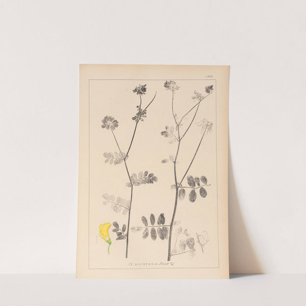 Herbier de la flore française Pl.0533 by Louis Antoine Cusin