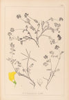 Herbier de la flore française Pl.0534