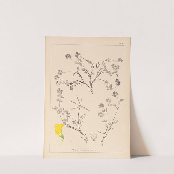 Herbier de la flore française Pl.0534 by Louis Antoine Cusin