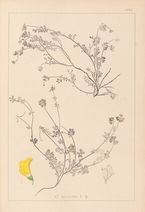 Herbier de la flore française Pl.0535
