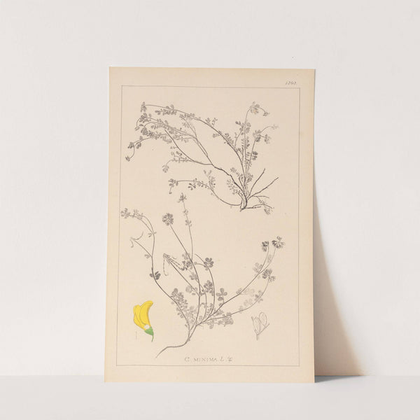 Herbier de la flore française Pl.0535 by Louis Antoine Cusin