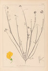 Herbier de la flore française Pl.0537