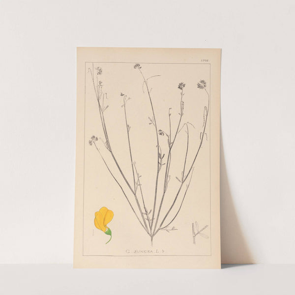 Herbier de la flore française Pl.0537 by Louis Antoine Cusin