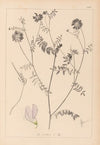 Herbier de la flore française Pl.0538