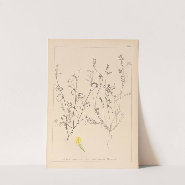 Herbier de la flore française Pl.0540 by Louis Antoine Cusin