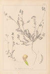 Herbier de la flore française Pl.0541