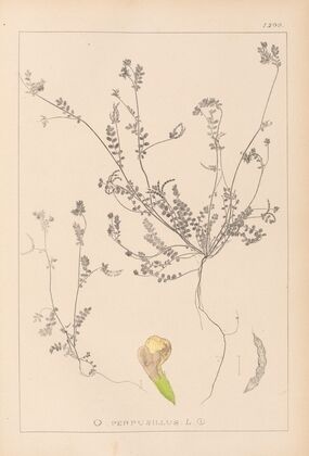 Herbier de la flore française Pl.0541