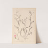 Herbier de la flore française Pl.0542 by Louis Antoine Cusin