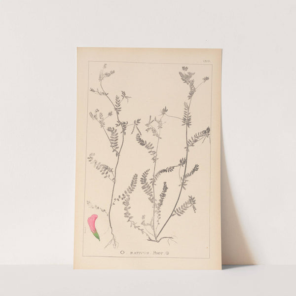 Herbier de la flore française Pl.0542 by Louis Antoine Cusin