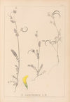 Herbier de la flore française Pl.0543